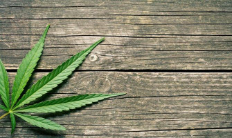 L'Histoire du chanvre